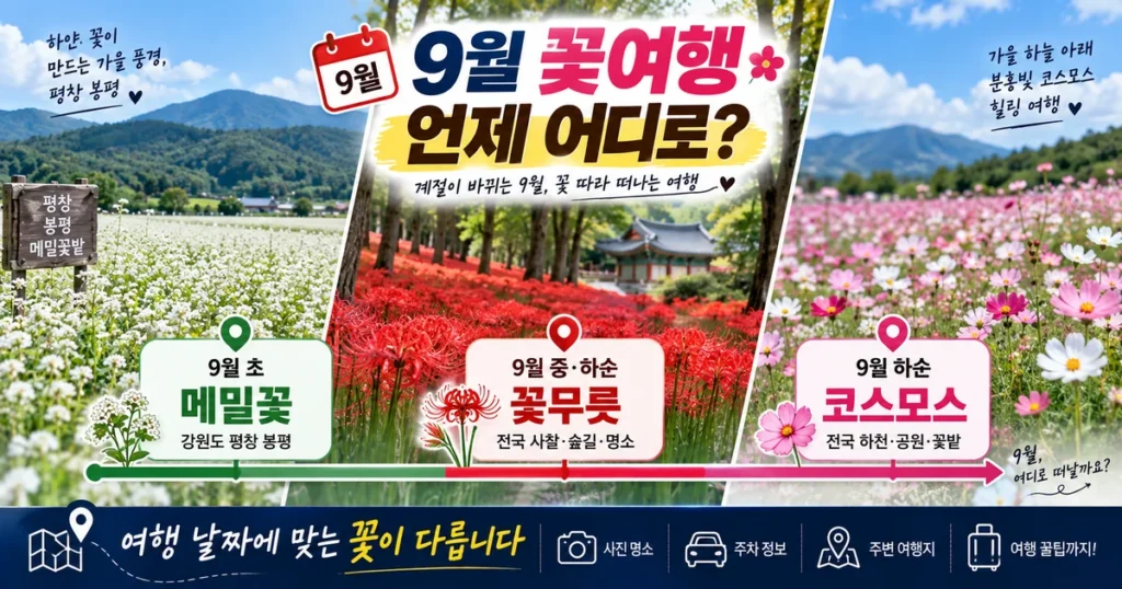 9월 꽃여행 평창 메밀꽃 영광 꽃무릇 구리 코스모스 시기별 여행지
